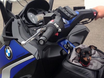 bmw-c600-hund.jpg